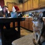 Susan Deren, a pet communicator, is pictured in her kitchen as she talks on speaker phone with a client named Dawn regarding her dog Luna. Deren's cat Kaiya is on the chair in the foreground. 
