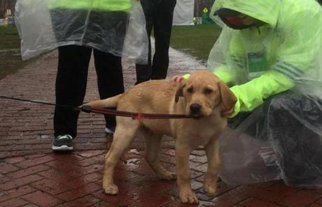 MARATHON SLIDER George Hagberg (cq), of Hopkinton (not shown) brought his 4-month-old yellow lab Finnagan to the start. HeÕs been watching for about 45 years. (Pat Greenhouse/Globe Staff)
