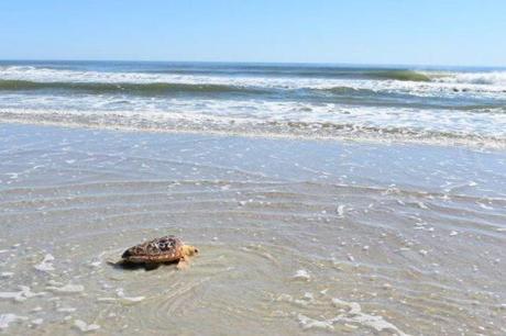 ?Toast,? a 37-pound loggerhead sea turtle that stranded on Cape Cod last December, made his way down a Florida beach on Tuesday.
