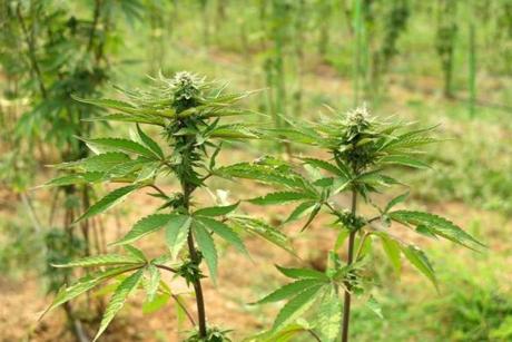 This picture taken on April 24, 2019 shows marijuana plants in Ngunzun township near Mandalay. - Myanmar police have arrested one US national and two locals after photos on Facebook led them to a huge marijuana plantation near Mandalay. Police arrived at the 20-acre site Monday to find nearly 350,000 marijuana plants, 380 kilos of seeds and 270 kilos of cannabis, the Central Committee for Drug Abuse Control (CCDAC) announced on April 24. (Photo by - / AFP)-/AFP/Getty Images
