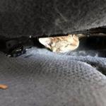 On April 17, firefighters in Brockton helped free a cat that was stuck underneath the seat of a car.