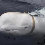 A beluga whale wearing a harness swam next to a fishing boat before fishermen removed it. 