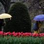 Pedestrians with umbrellas walked by tulips beginning to bloom during a light morning rain in the Boston Public Garden. 